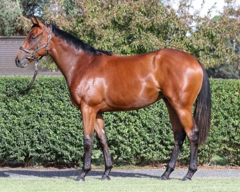 Epaulette x Eye Of The Tiger