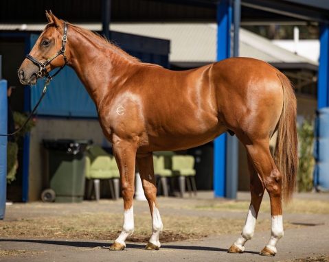 National Defence Yearling